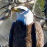 Фото профиля Ohio Patriot