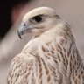 Majid profil fotoğrafı