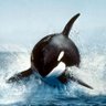 Profilbild von orca