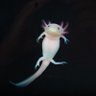 enemene (they/them) profil fotoğrafı