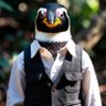 Penguin Wrangler's profile picture