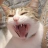 Profilbild von neeya diana