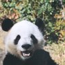 Profilbild von 抜け目縦目