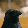 Фото профиля Samuel Crow
