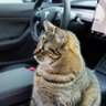 Rexy 🐈丨 投資學習 📈's profile picture