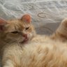 Кот Мяукать's profile picture