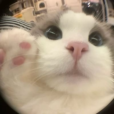 saifahskynani09's profile picture