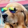 Фото профиля All Dogs Go To Heaven 🐾