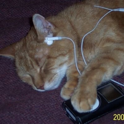 말차's profile picture