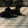Raven & Chai's profile picture