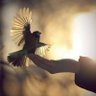 طير و سمآ🕊🇸🇦 profil fotoğrafı