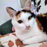 ふくちゃん♪ profil fotoğrafı