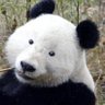 SincerelyOtaku's profile picture