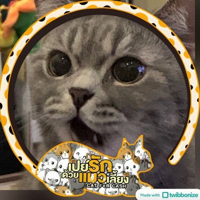 Hungry Cat | cfc 😼☕'s profile picture