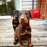 🐾DobeDad🐾's profile picture