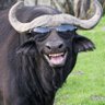 Ole sieur🇰🇪's profile picture