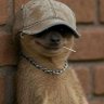 Thoguo's profile picture