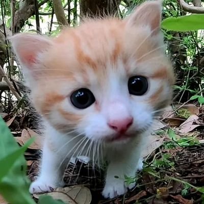 感動猫動画's profile picture