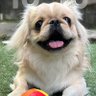 よしえ嬢's profile picture