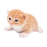 Фото профиля crazy cat