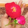 Profilbild von shemale.ka deewana.jaanii