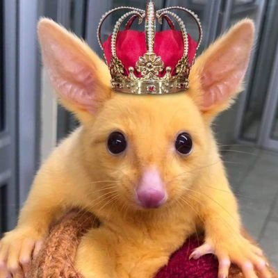 Dieter Wegner-Kinski's profile picture