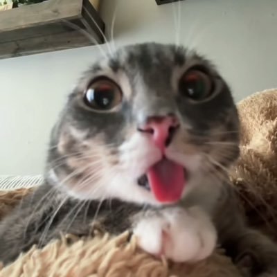 tlqkfttorrl0000's profile picture
