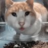 MeoDev profil fotoğrafı