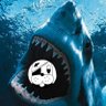 shark memes's profile picture