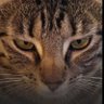 Shadow57FL's profile picture