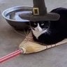 Агент Шикарон's profile picture
