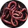Profilbild von Wormfood