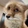 N I N O's profile picture