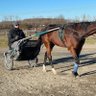 Фото профиля Jokic’s Horse