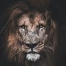 Veritas Roar 🇦🇪 的头像