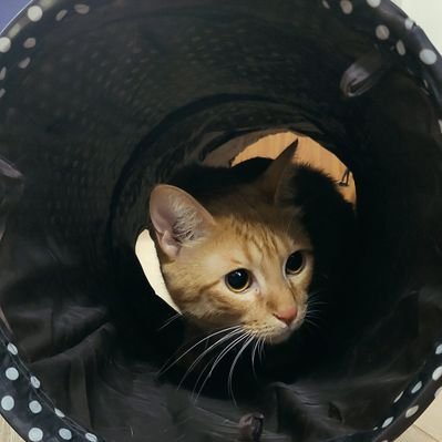 Nirmulyahu's profile picture