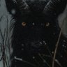 Profilbild von Times of war