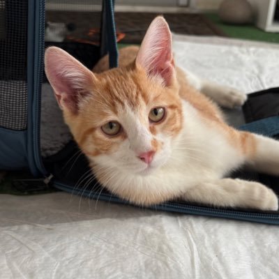 ⭐️ Sunny & Ginger ⭐️'s profile picture