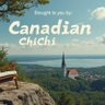CanadianChiChi profil fotoğrafı