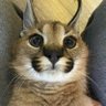 Zigoter profil fotoğrafı