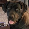 doglover49 profil fotoğrafı