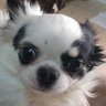 あかねこ's profile picture