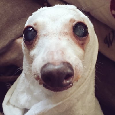 オリーブ🐑🌱's profile picture