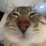 Señor Vizcacha profil fotoğrafı