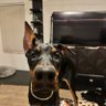 AZ_Gertty profil fotoğrafı