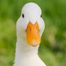 Duck 的头像