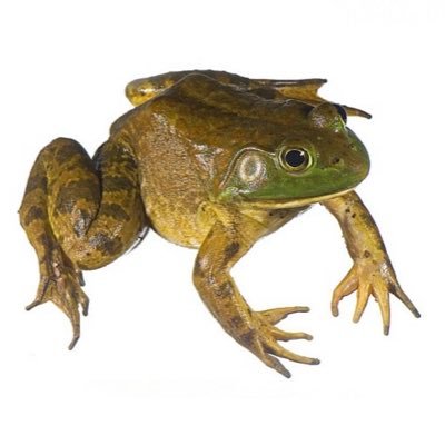 Frog's profile picture
