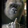 Say what again MF 🇬🇧🏴 profil fotoğrafı