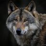 Lone Wolf 的头像