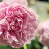 Peony profil fotoğrafı